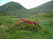 Giro ad anello dal Passo del Vivione in Valbona, Valle Asinina e Laghi di Schilpario il 2 luglio 2009 - FOTOGALLERY